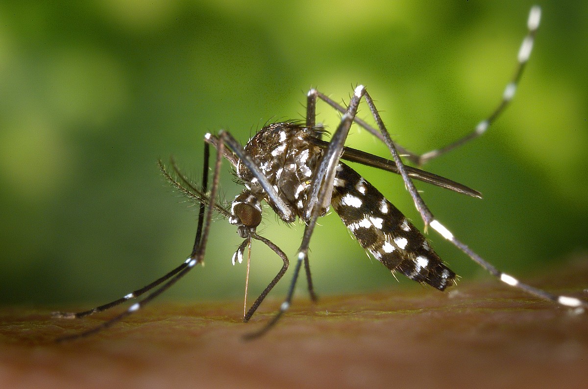 Combate ao Aedes Aegypti